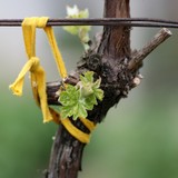 2008-Mai-Vladaja-Ablaniza-230