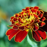 2009-Aug-Krapetz-229