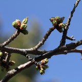 2010-Apr-Velikden-077