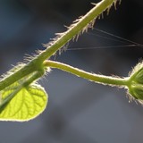 2010-Aug-Krapetz-017