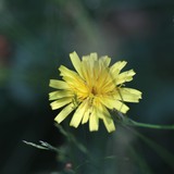 2010-Juli-Koprivstitza-119
