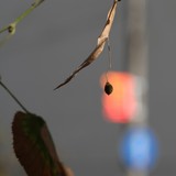 Naturae mortuae
