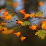 Natura