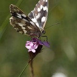 2013-Jul-Kopriv-222