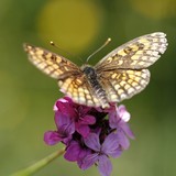 2013-Jul-Kopriv-231