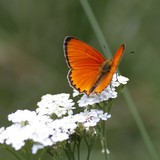 2013-Jul-Kopriv-283