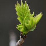 2013-Apr-Green-037