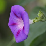 2013-Aug-Malrd-217