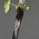 2013-Jul-Guzal-43