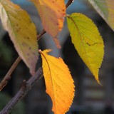 2013-Nov-Sf-VIE-VT-130-edited