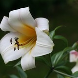 2008-Juli-HH-Juist-156